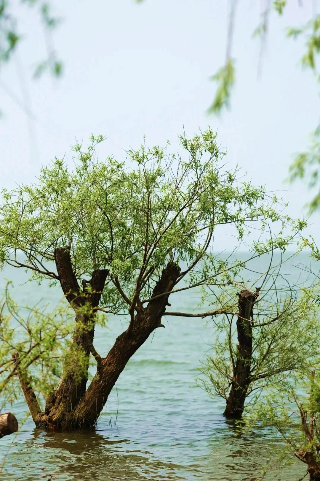 圖源：小紅書@伽瑞2(1)