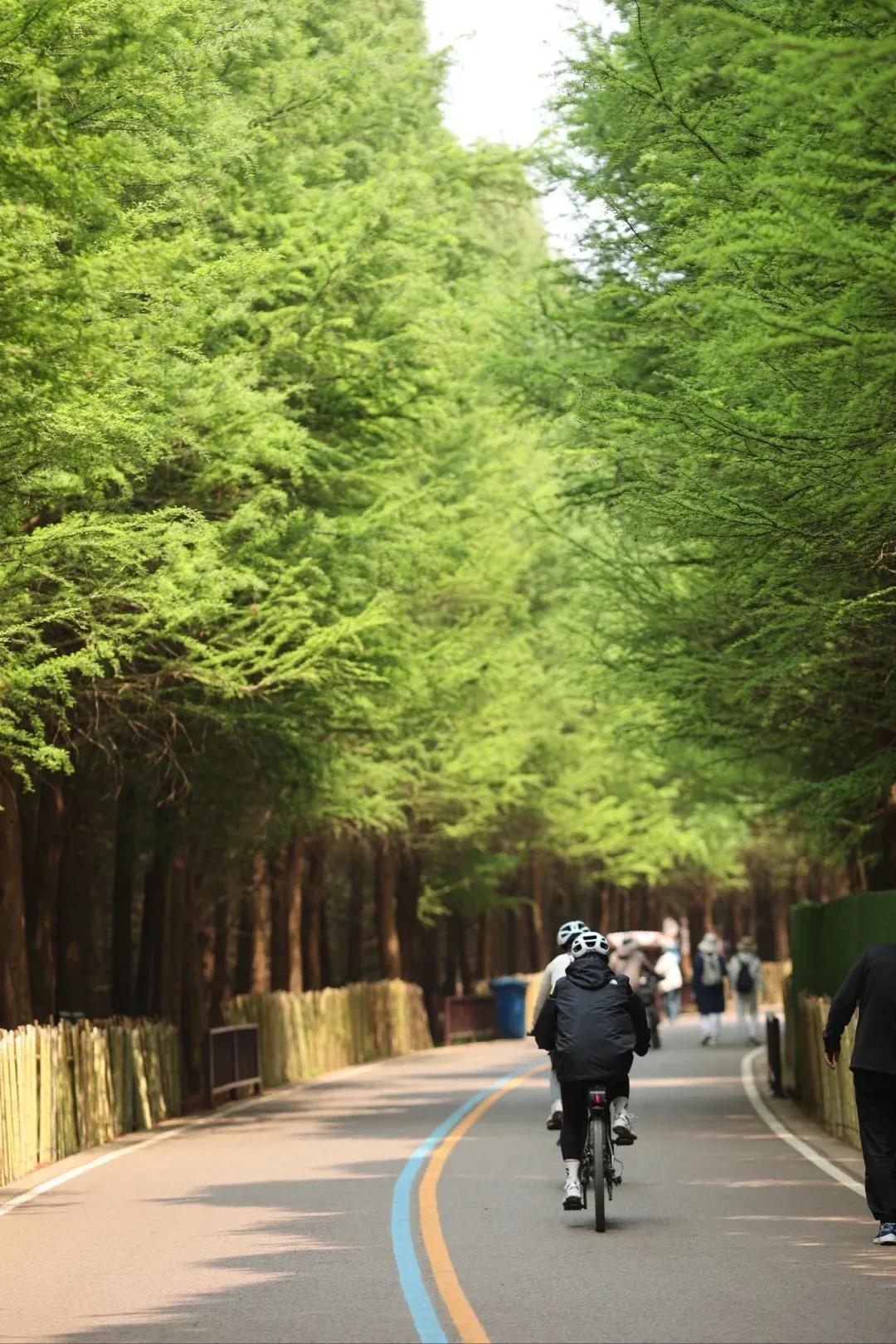 圖源：小紅書@伽瑞3(1)