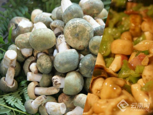 青頭菌1 青頭菌1