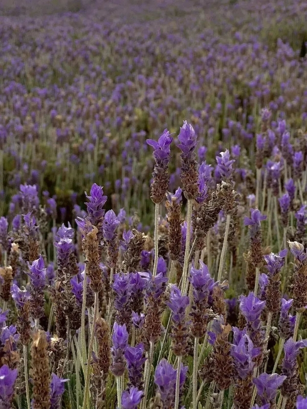 紫曰薰衣草3