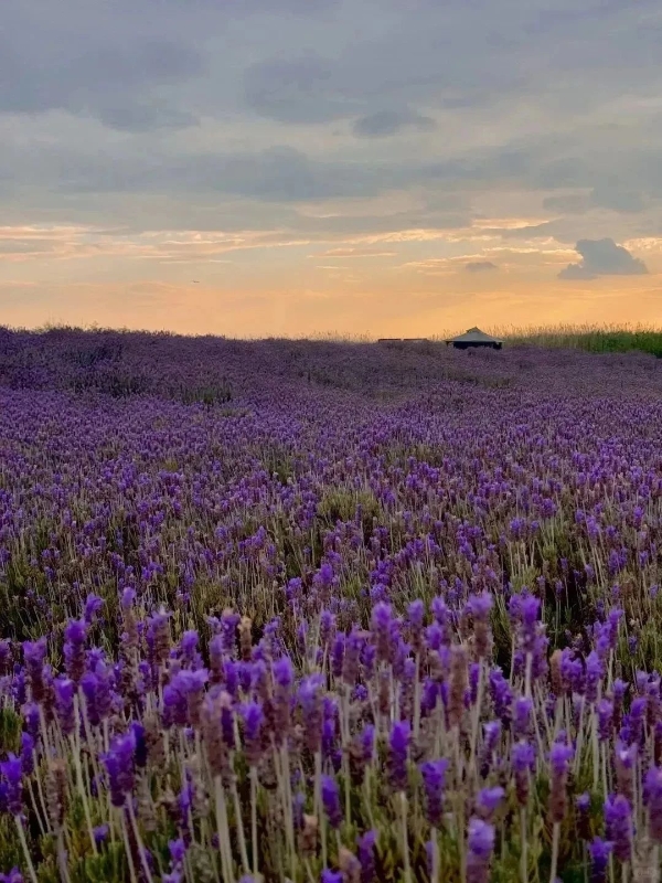 紫曰薰衣草6