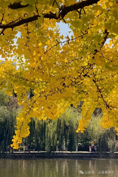 翠湖2 云南春天禮