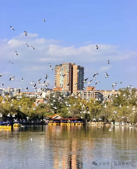 翠湖1 云南春天禮