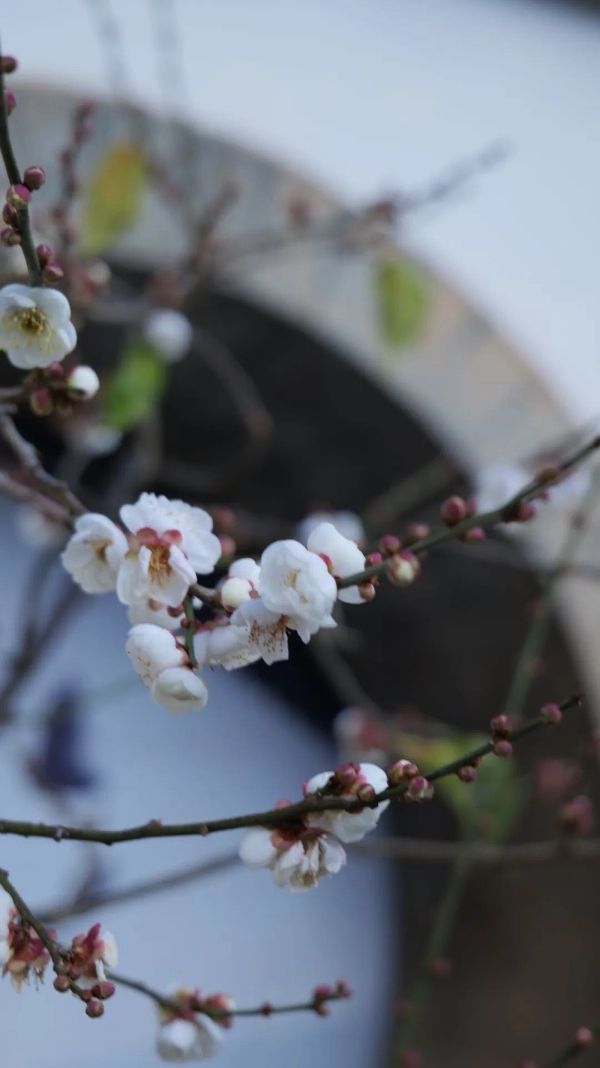 黑龍?zhí)?梅花 近的景
