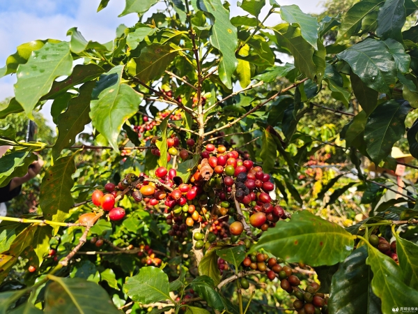 微信圖片_20251221105549_23_367