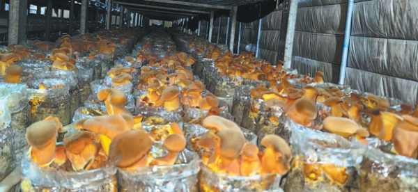 694ddc30a310d68600f4ccb0