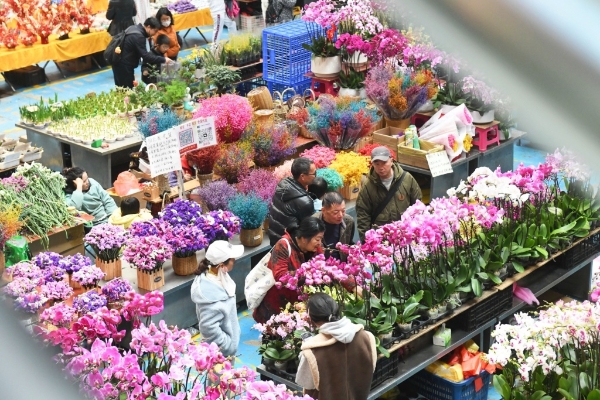 斗南花卉市場年宵花熱銷。劉凱達(dá) 攝