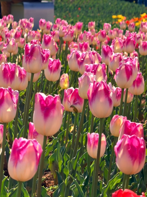 微信圖片_20260209162450_132_103