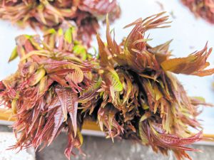 17767005230571456003