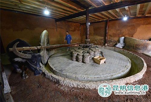 菜籽粉要在大磨盤里用牛拉著磨。昆明日?qǐng)?bào) 記者杜文蕾攝 - 副本