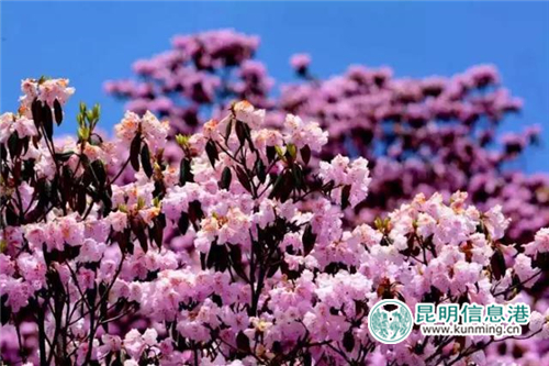 祿勸縣轎子山的三十余種杜鵑花競相怒放
