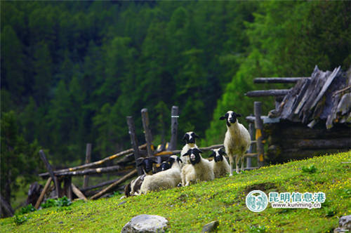 巴拉格宗乃當(dāng)牧場