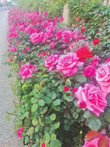 2018050306_res03_attpic_brief 2018050306_res03_attpic_brief