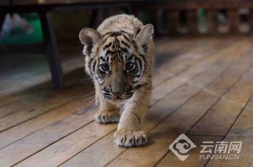 4ccc6a3b501c1c5bf7532b 4ccc6a3b501c1c5bf7532b