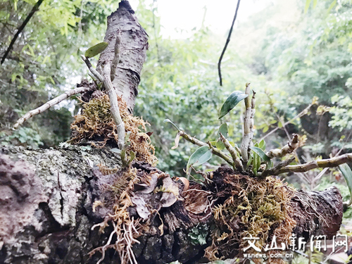 20180511084217387 20180511084217387