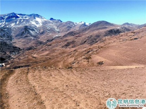 黃草烏種植 黃草烏種植