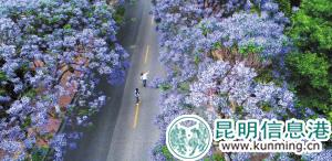教場中路因藍(lán)花楹成了網(wǎng)紅街。