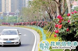 北京路的高桿月季花把整條路點(diǎn)綴得分外美麗。