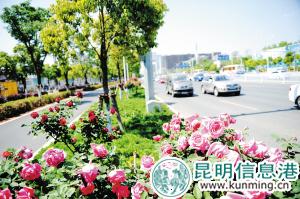 廣福路上大如碗口嬌艷的高桿月季。