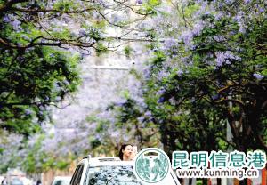 市民紛紛到教場中路拍攝藍(lán)花楹。