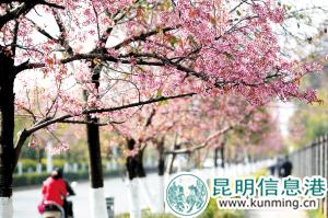 冬櫻花讓昆明的冬日也變得明媚起來。