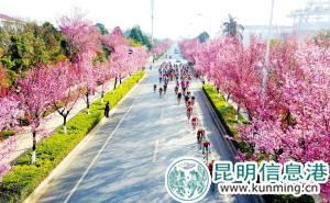 位于滇池畔的紅塔西路冬櫻花盛開時，景色格外美麗。