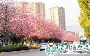 穿金路上櫻花盛開時。記者李海曦?cái)z