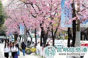 圓通街是昆明最著名的櫻花大道。