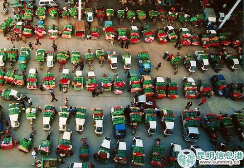 老斗南花卉市場 供圖