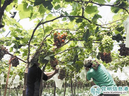 村民為葡萄取袋