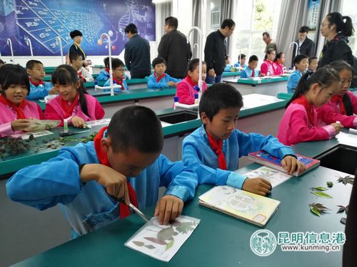 呈貢實(shí)驗(yàn)學(xué)校的學(xué)生在做植物標(biāo)本。記者孫紅亮攝