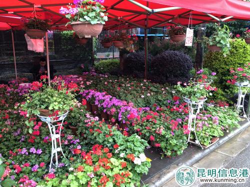 花卉苗木展銷(xiāo)規(guī)模再創(chuàng)新高 花卉苗木展銷(xiāo)規(guī)模再創(chuàng)新高