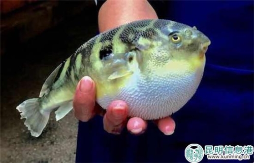 河豚 河豚