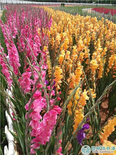 IMG_20180627_144943 IMG_20180627_144943