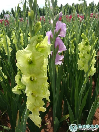 IMG_20180627_145134 IMG_20180627_145134