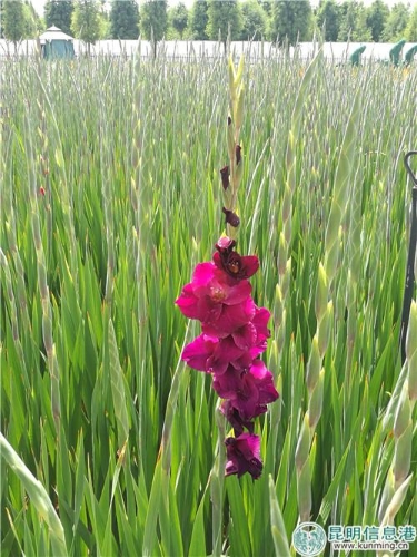 IMG_20180627_150550 IMG_20180627_150550