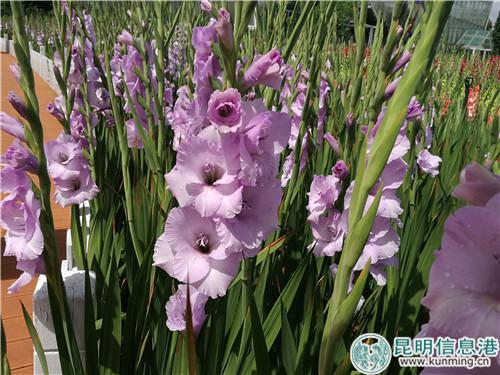 IMG_20180627_151233 IMG_20180627_151233