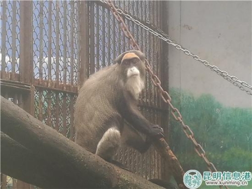 白臀長(zhǎng)尾猴。