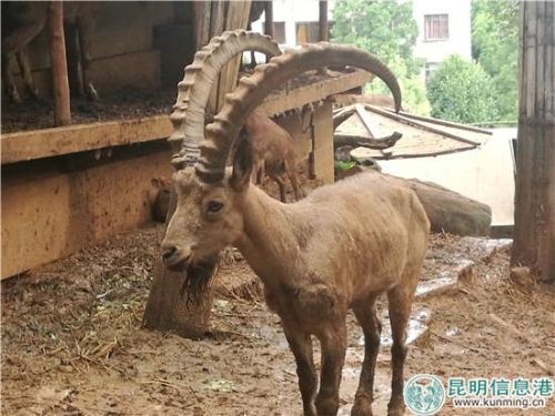 北山羊有非常霸氣的羊角。