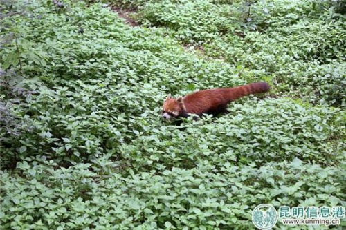 昆明動(dòng)物園從重慶動(dòng)物園新引進(jìn)7只小熊貓。曲鳴飛攝