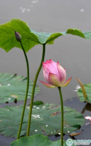 荷。昆明日?qǐng)?bào)記者楊艷輝攝