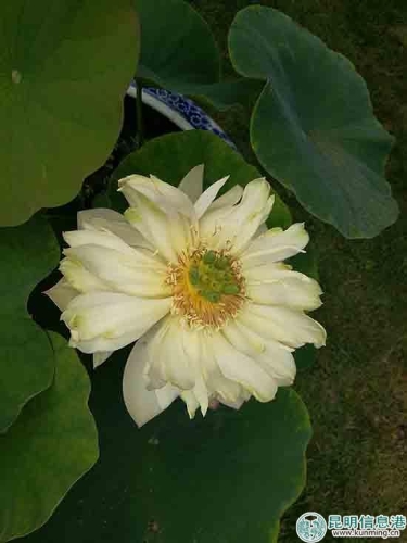 荷花新品‘竹韻’。