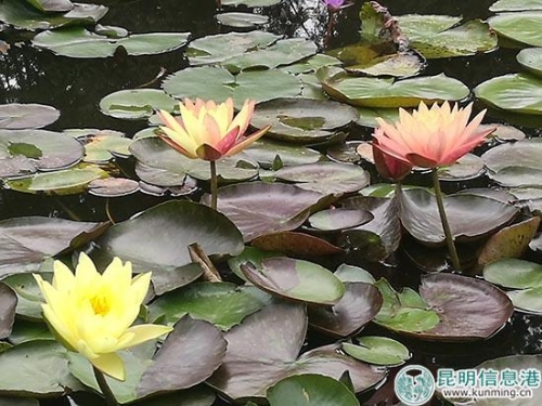 紅黃兩色交織的睡蓮品種‘萬維沙’。