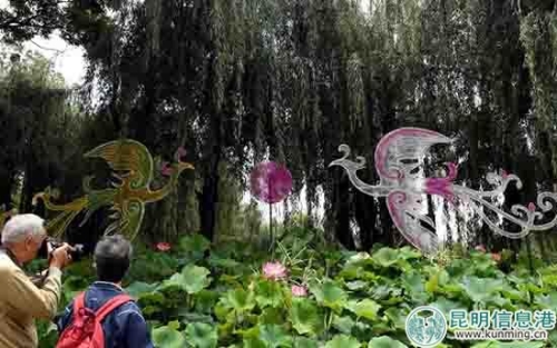 雙鳳朝陽荷花造型組。昆明日?qǐng)?bào)記者楊艷輝攝