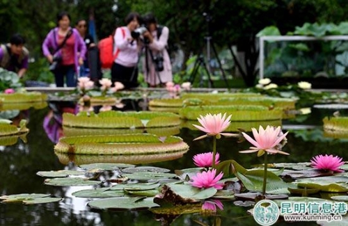 王蓮。昆明日?qǐng)?bào)記者楊艷輝攝