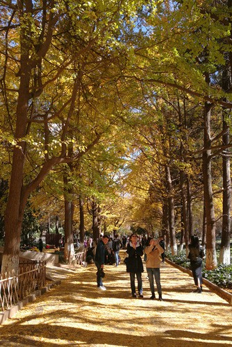 云大銀杏大道的秋色.jpg .