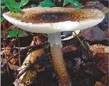 640.webp (6) 640.webp (6)