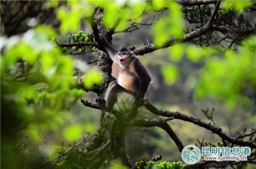張志云:滇金絲猴 張志云:滇金絲猴