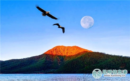 楊士斌:日月光輝耀天池 白尾海雕戀金山 楊士斌:日月光輝耀天池 白尾海雕戀金山