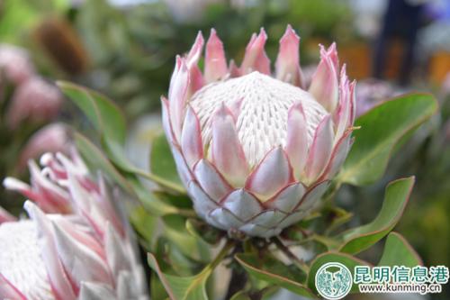 帝王花。記者勞學(xué)麗 攝